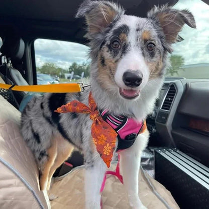 Ceinture de sécurité et laisse pour chien 2-en-1