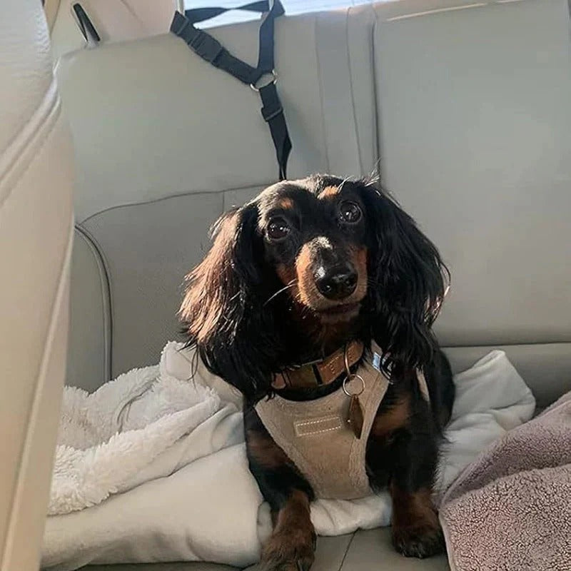 Ceinture de sécurité et laisse pour chien 2-en-1